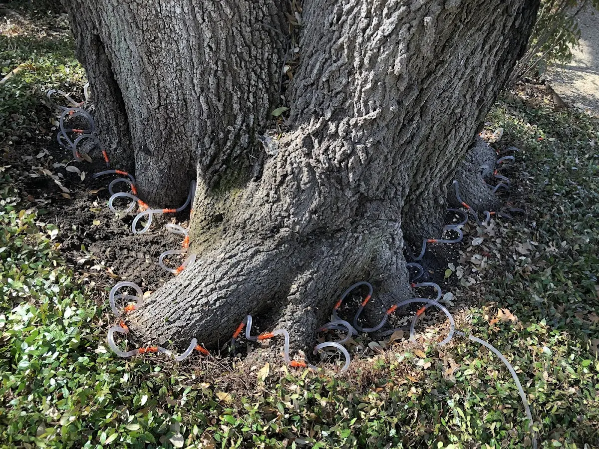 Detailed Tree Cabling and Bracing job site in Carson City